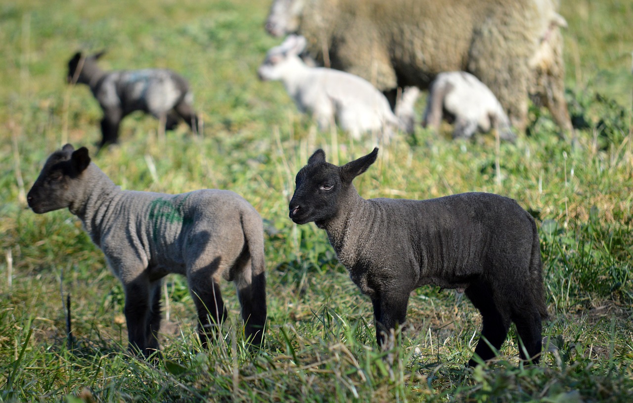 The Pasture of God's Grace