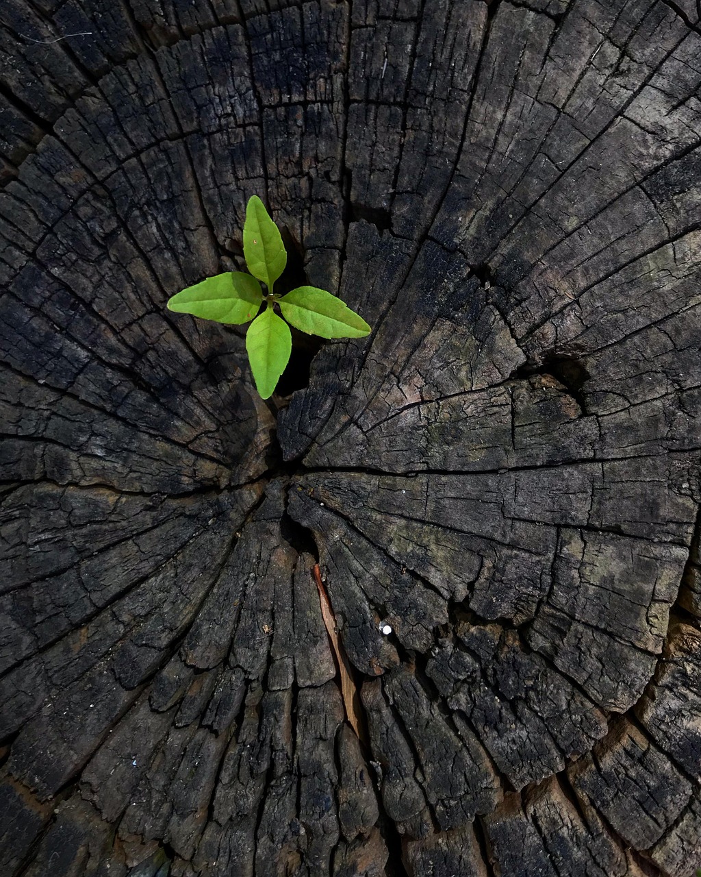 Out of a Stump, New Life