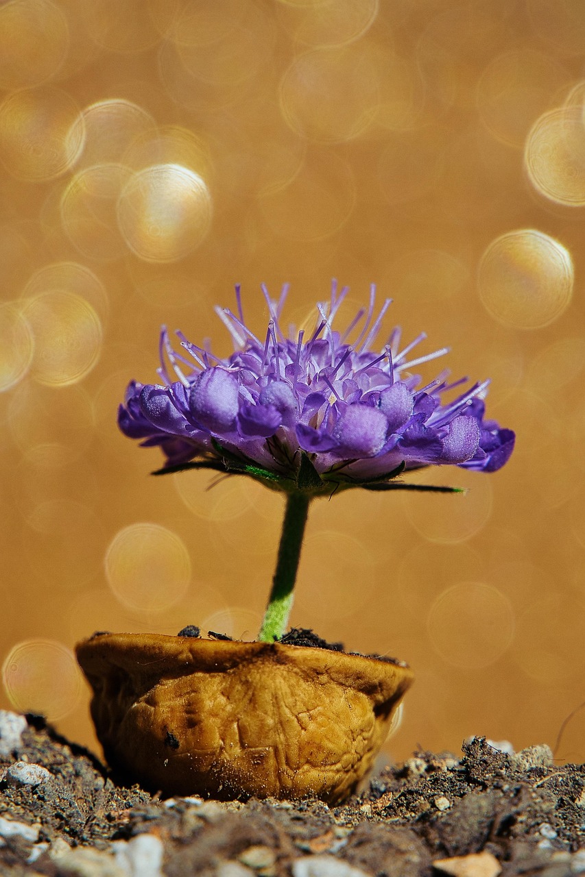 The Gospel in a Nutshell